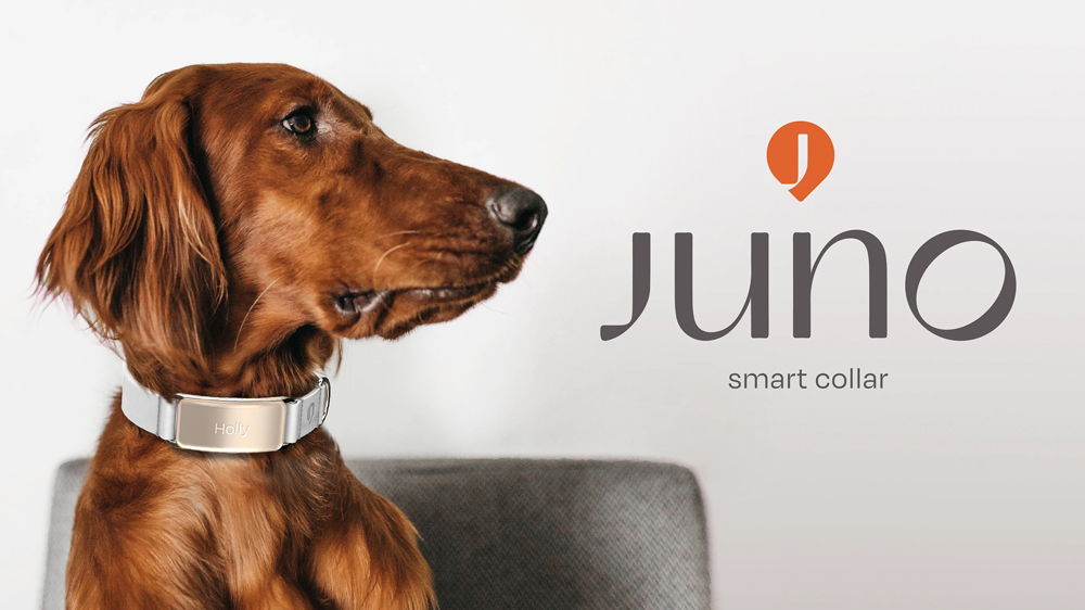 宠物项圈设计-宠物项圈外观设计-宠物项圈结构设计-宠物智能项圈设计